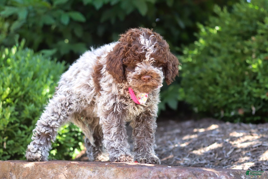 Lagotto Romagnolo dogs for sale: Mia - Ad 20