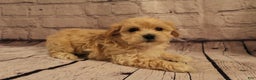 Morkie dogs for sale: Dasher - Ad 2
