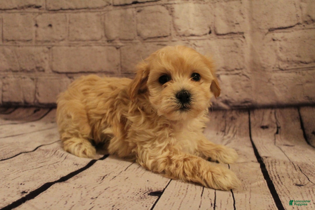 Morkie dogs for sale: Dasher - Ad 2