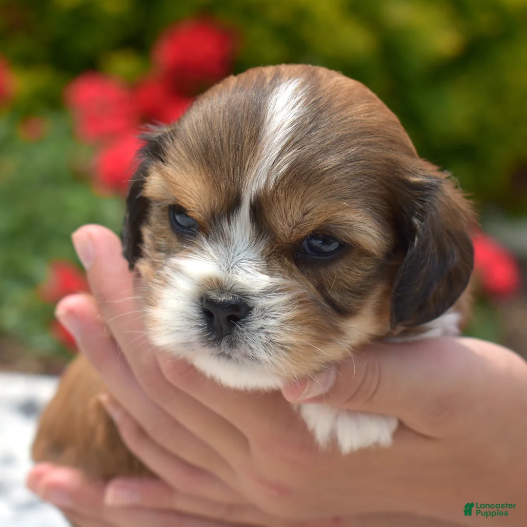Mixed Breed dogs for sale: Birch - Ad 2