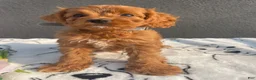 Mixed Breed dogs for sale: Porter - Ad 1
