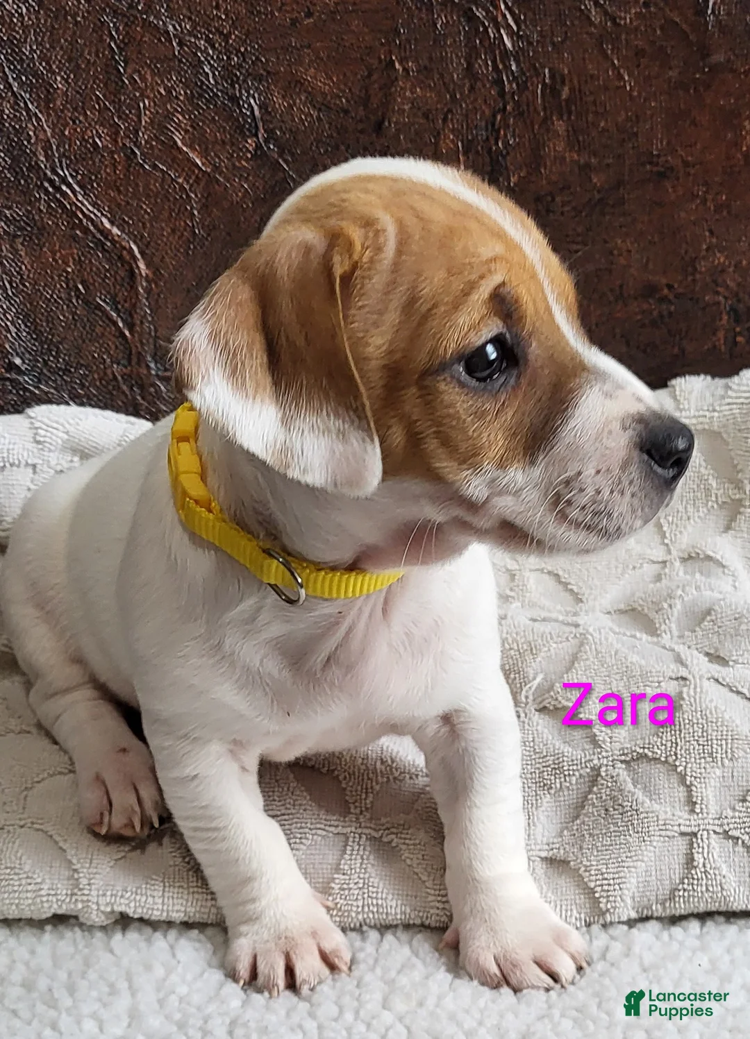 Jack Russell Terrier dogs for sale: Jack Russell Terrier Puppy 3 - Ad 3