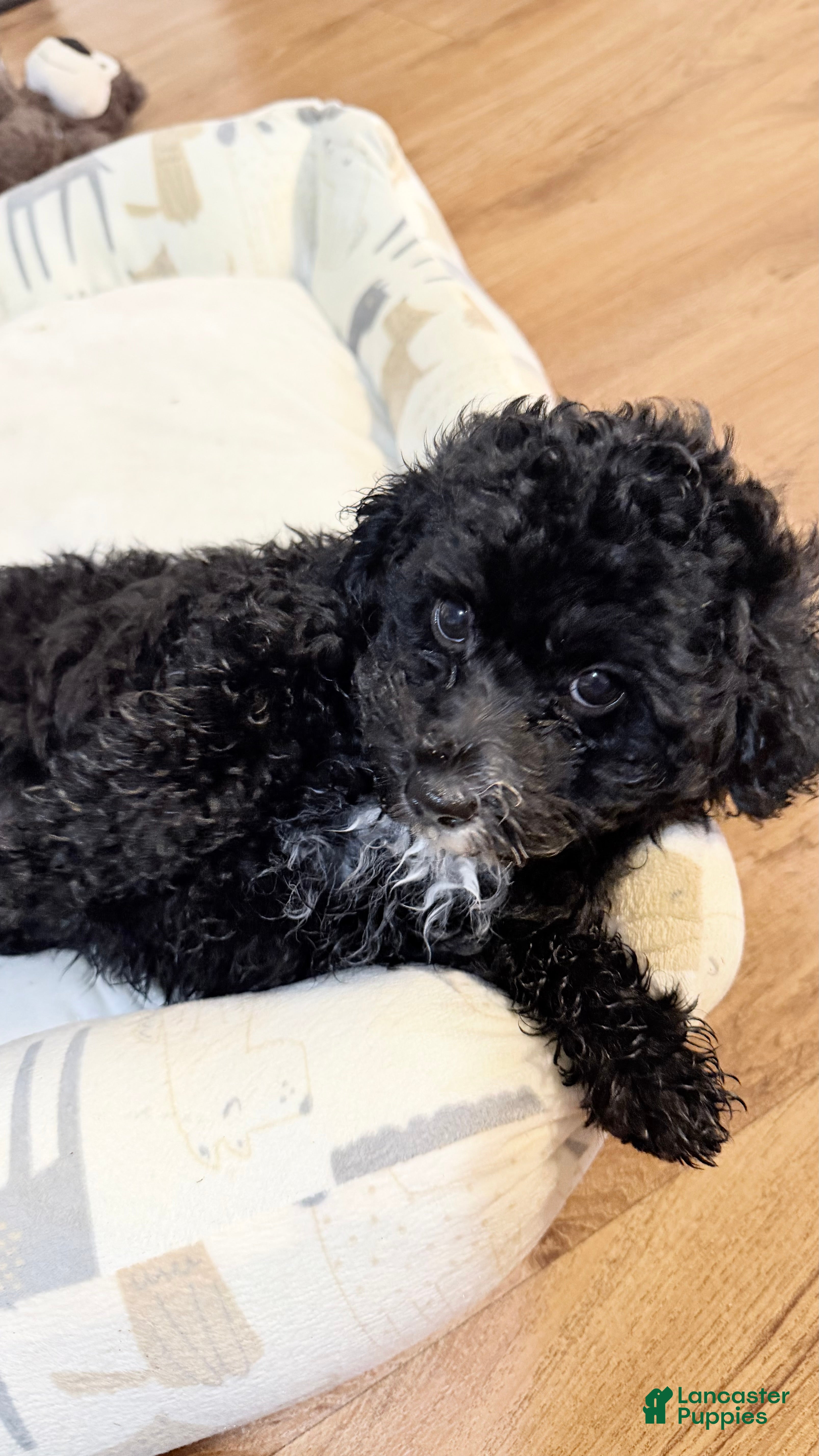 Toy Poodle dogs Bourbon - Ad 7