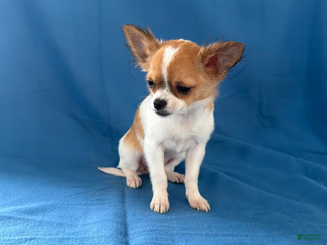Chihuahua dogs for sale: Sweetpea - Ad 2