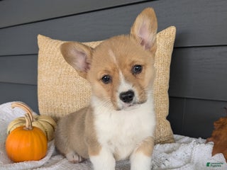 Welsh Corgi Pembroke dogs - Ad 14