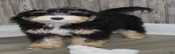 Mini Bernedoodle dogs for sale: Sandy - Ad 4