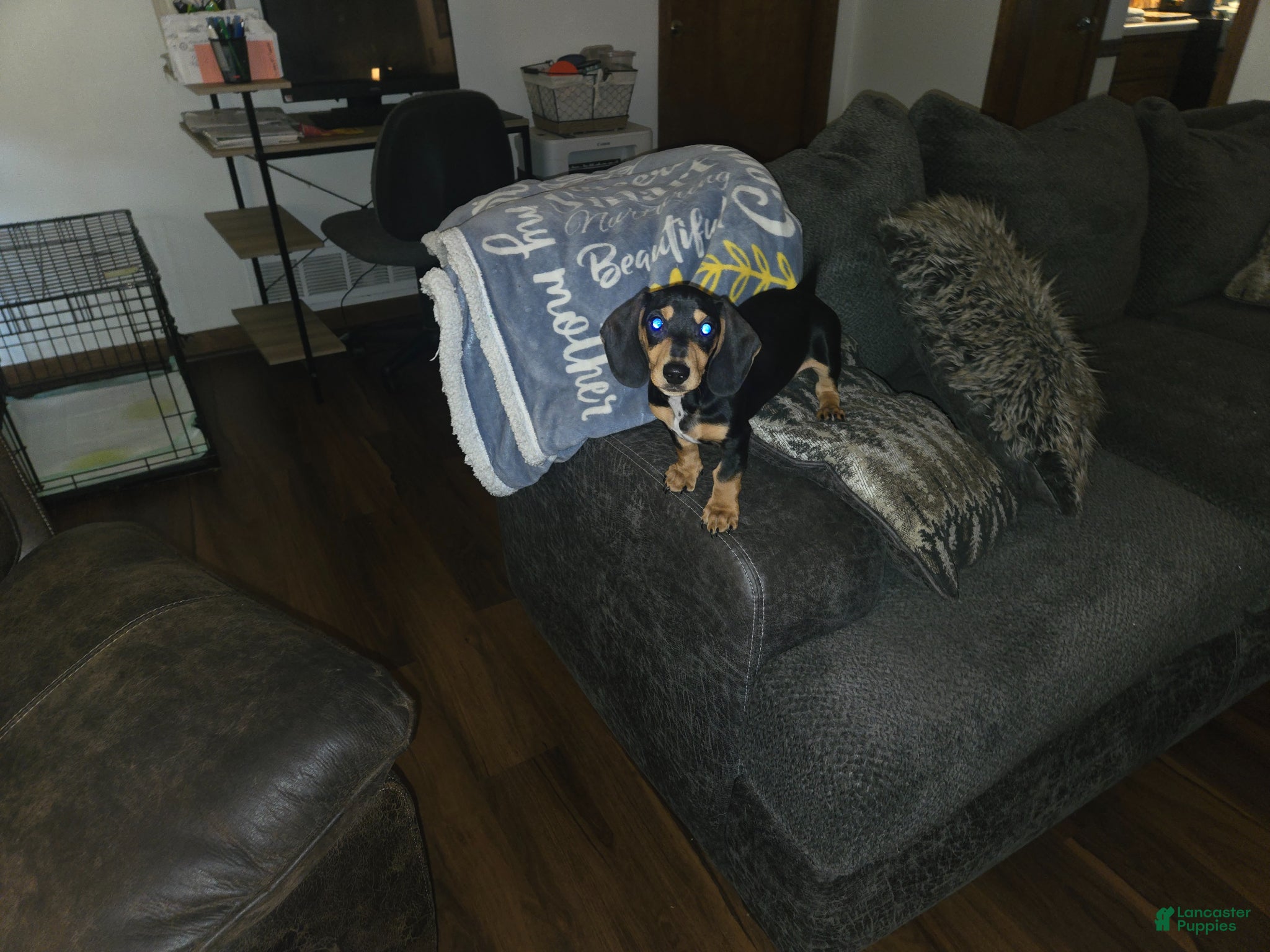 Miniature Dachshund dogs for sale: Miniature Dachshund Puppy 1 - Ad 5