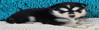 Gina 