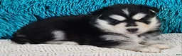 Pomsky dogs for sale: Gina  - Ad 1