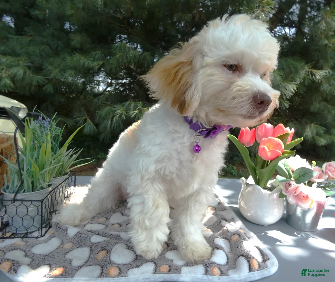 Teddy Bear dogs for sale: Teddy Bear 2 Trooper - Ad 4