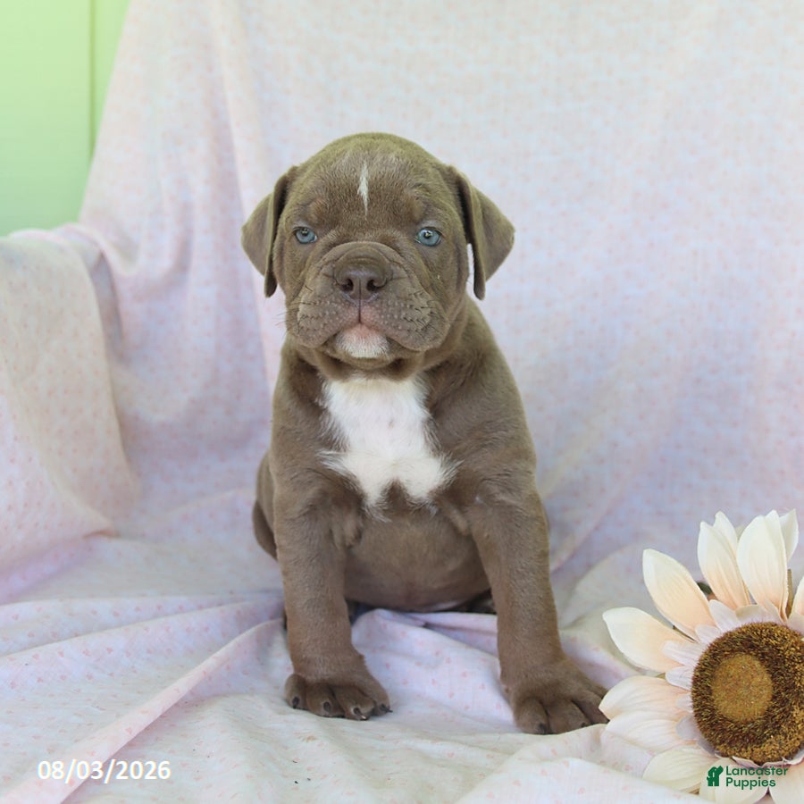 Olde English Bulldogge dogs Taffy - Ad 2