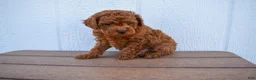 Miniature Poodle dogs for sale: Dustin 💕🐶 - Ad 3