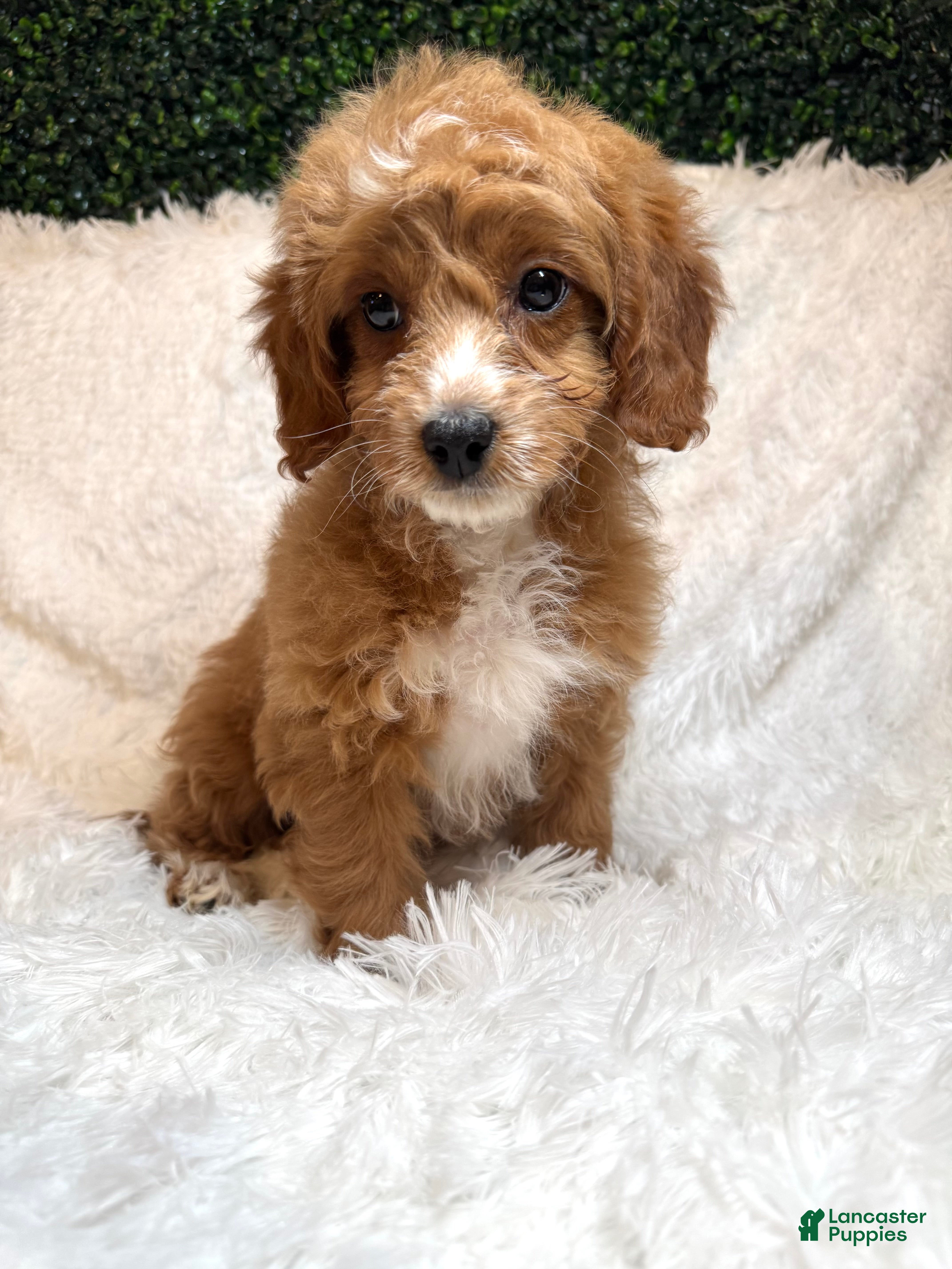 Cavapoo dogs Cavapoo Puppy 1 - Ad 1