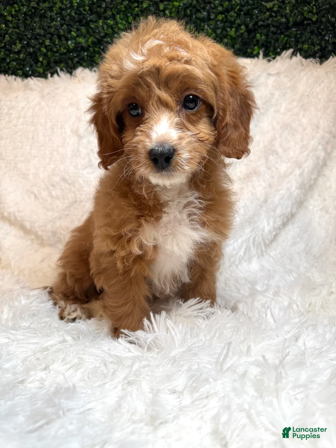 Cavapoo dogs for sale: Cavapoo Puppy 1 - Ad 1