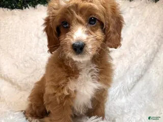 Cavapoo dogs Cavapoo Puppy 1 - Ad 1