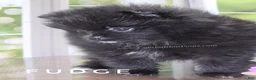 Pomeranian dogs for sale: Fudge - Adventerous Love Bug! - Black Boy - Ad 8