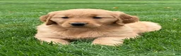 Golden Retriever dogs for sale: Monet - Ad 5