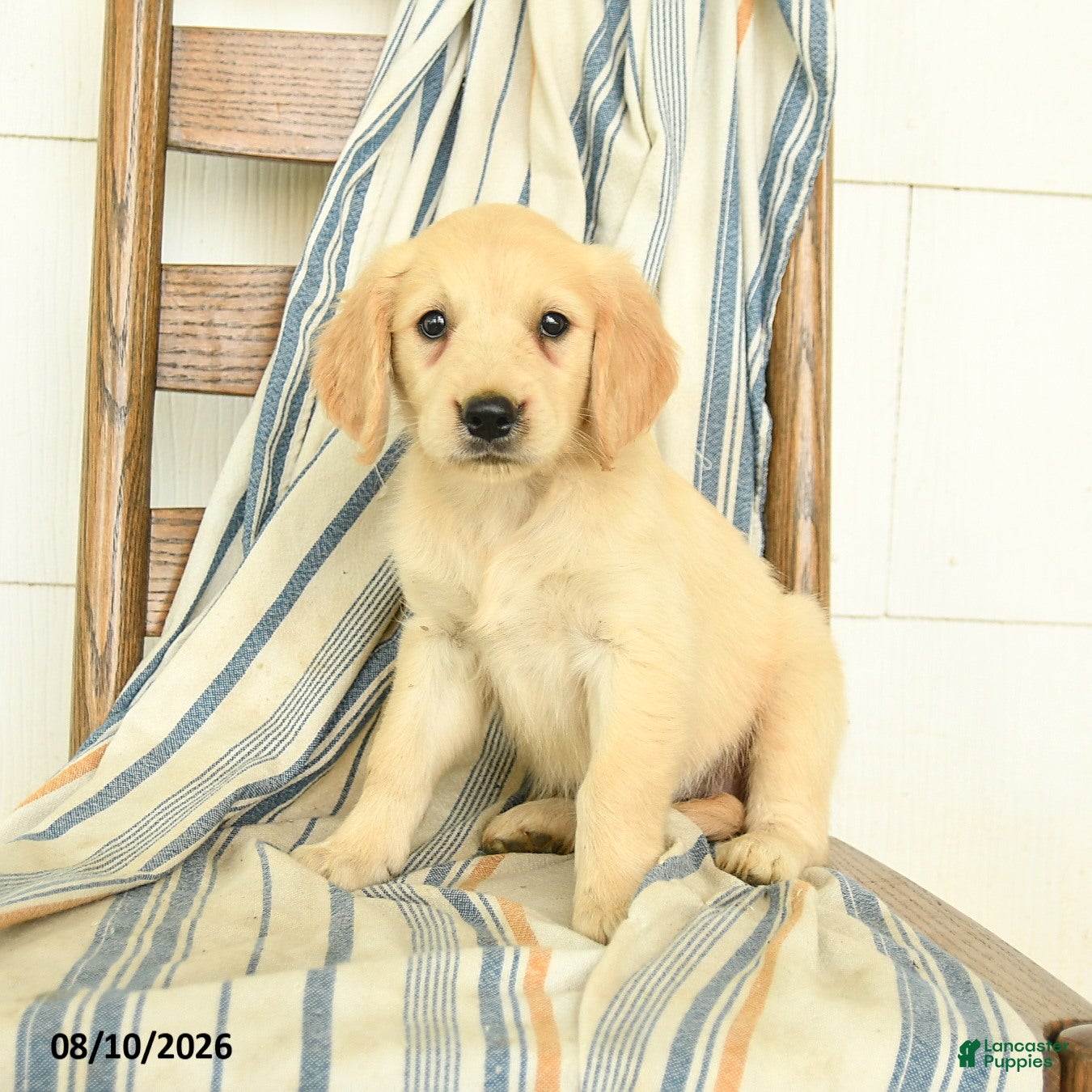Golden Retriever dogs Jade - Ad 2