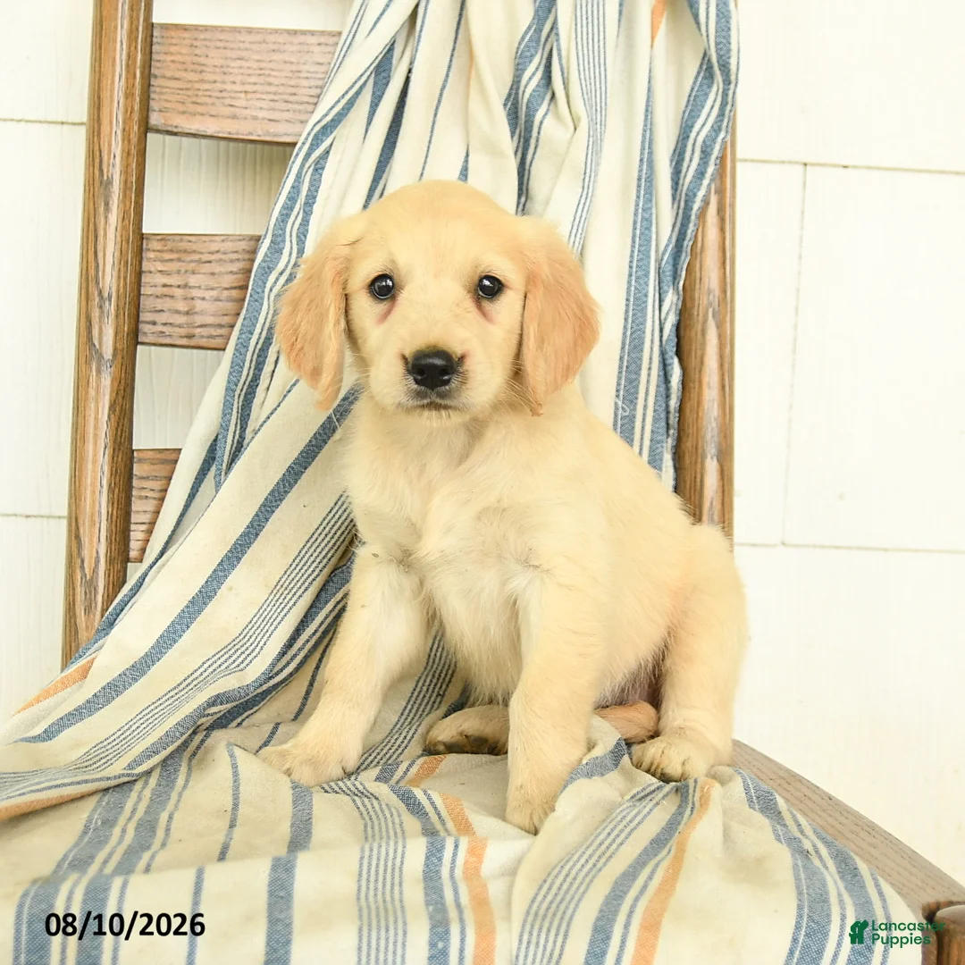 Golden Retriever dogs for sale: Jade - Ad 2