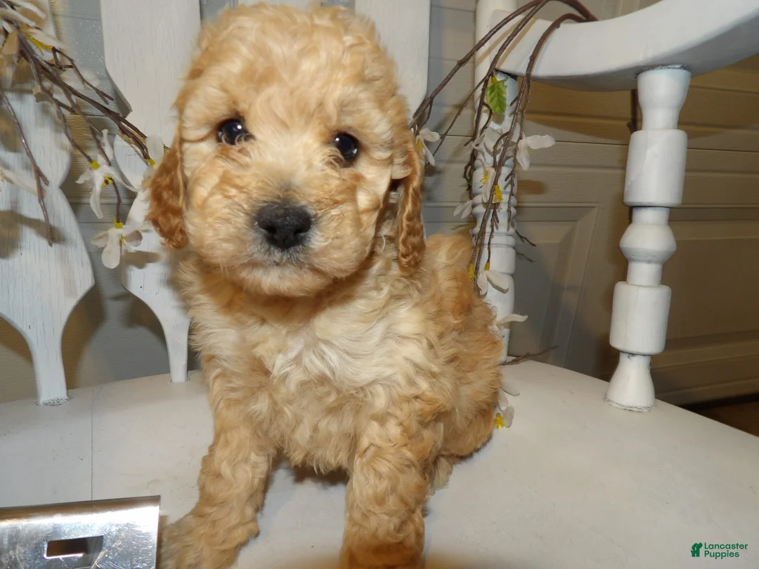 Gallery Image {{count}}