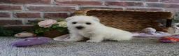 West Highland Terrier dogs for sale: Delight - Ad 11