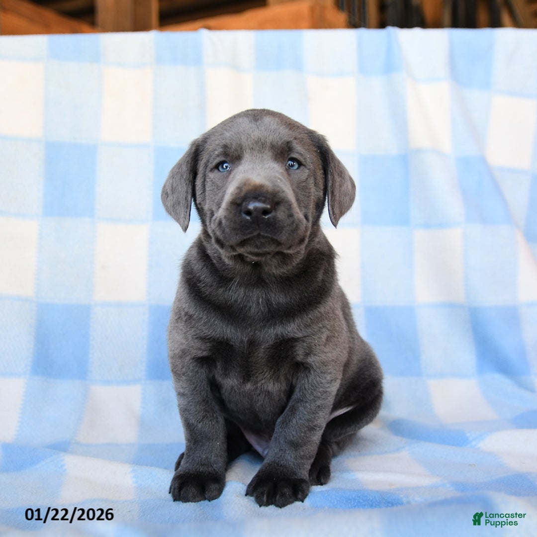 Labrador Retriever dogs for sale: Thunder - Ad 3