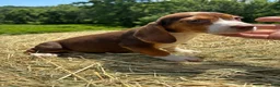 Beagle dogs for sale: Beagle 1 - Ad 5