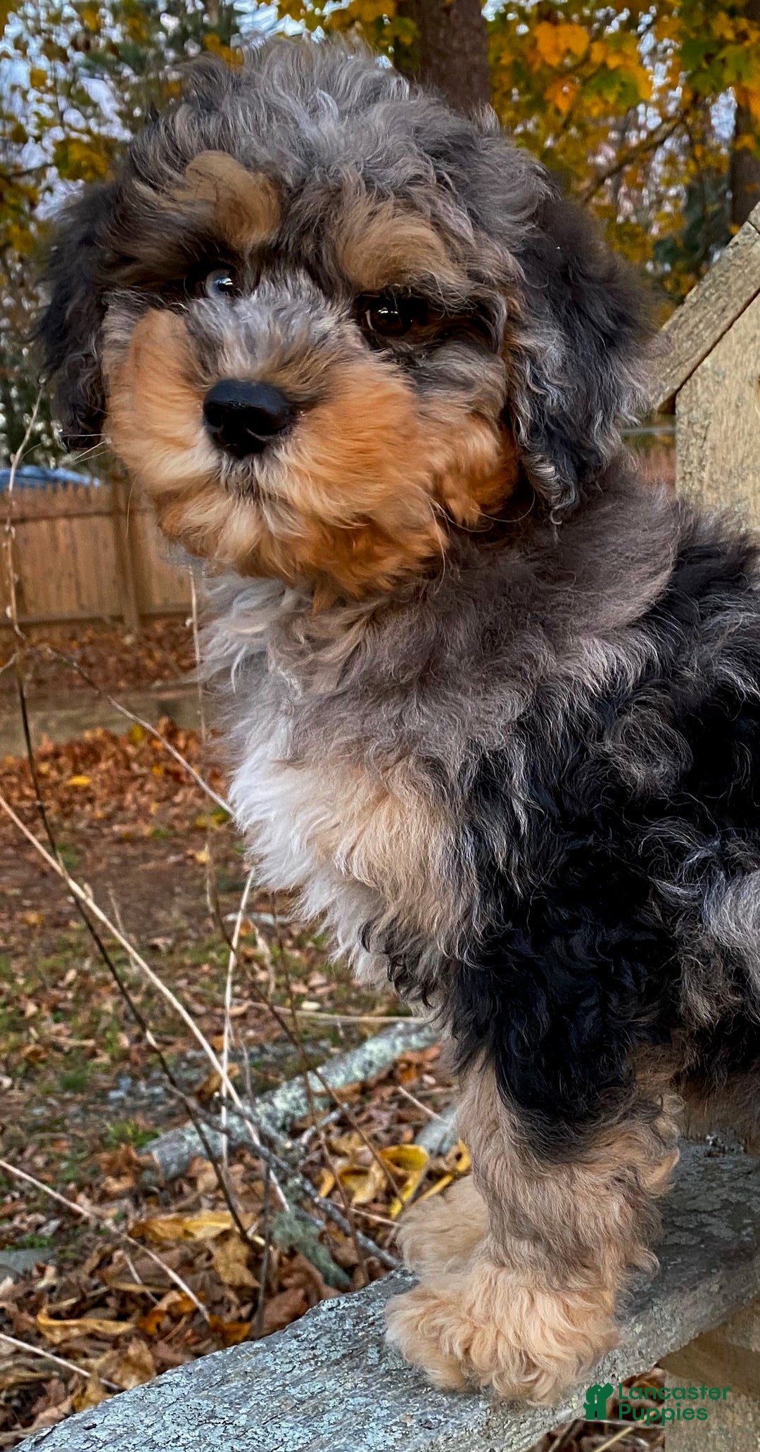 Mini Bernedoodle dogs for sale: 💚 IN BOSTON MASSACHUSETTS AREA 💚 3/4 BRIGHT BLUE 1/4 DARK BROWN RIGHT EYE 💚 MINI BERNEDOODLE 💚 - Ad 9