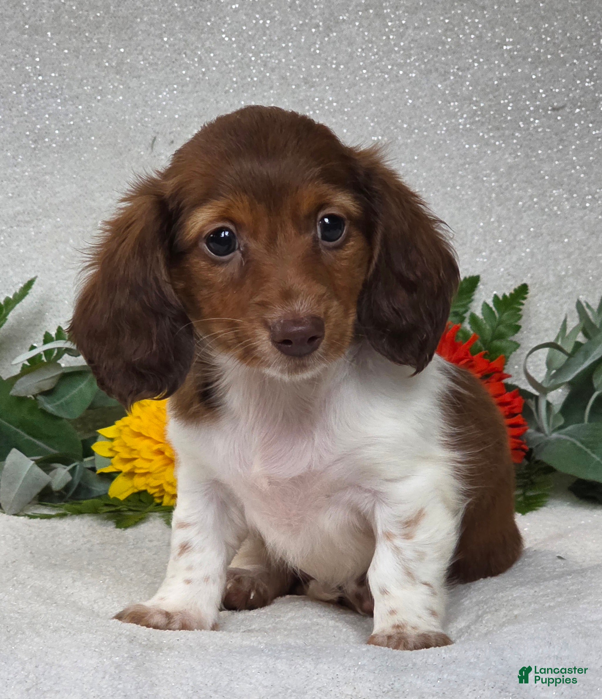 Miniature Dachshund dogs Jenna - Ad 2