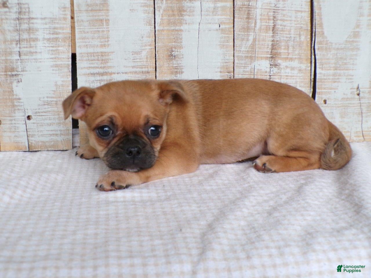 Mixed Breed dogs Daffodil - Ad 1