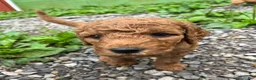 Goldendoodle dogs for sale: Mocha - Ad 4