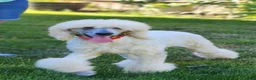 Standard Poodle dogs for sale: Standard Poodle 3 - Ad 10