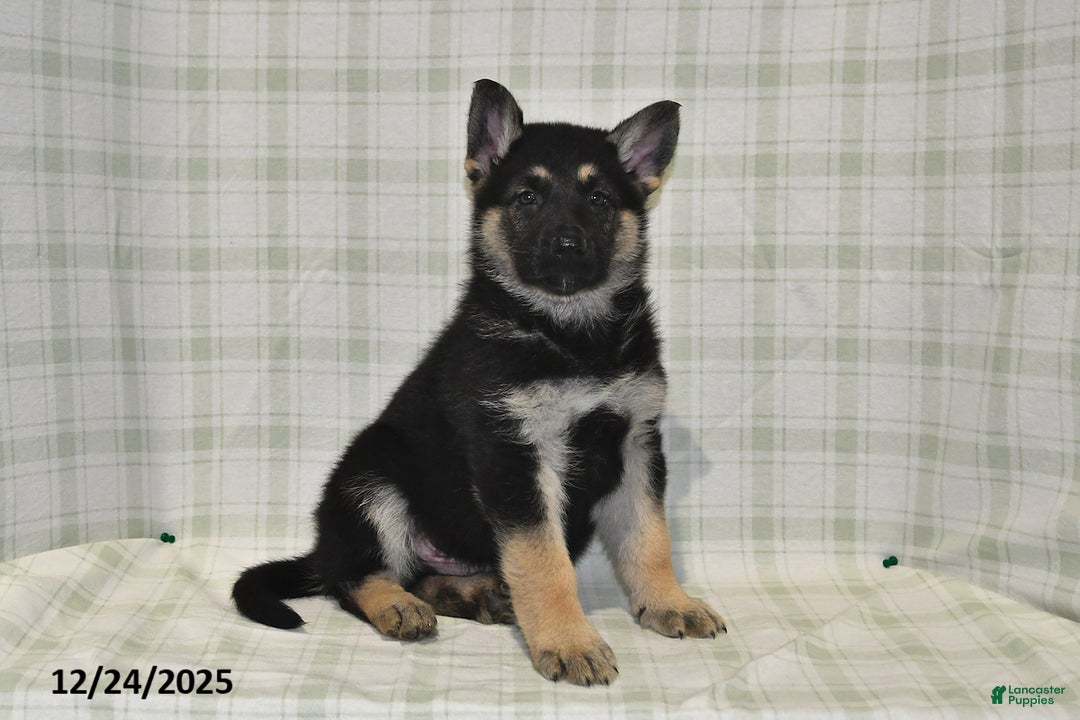 German Shepherd dogs for sale: Maverick - Ad 3