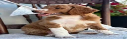 Goldendoodle dogs for sale: Carolina - Ad 7