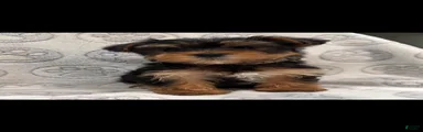 Yorkshire Terrier 2