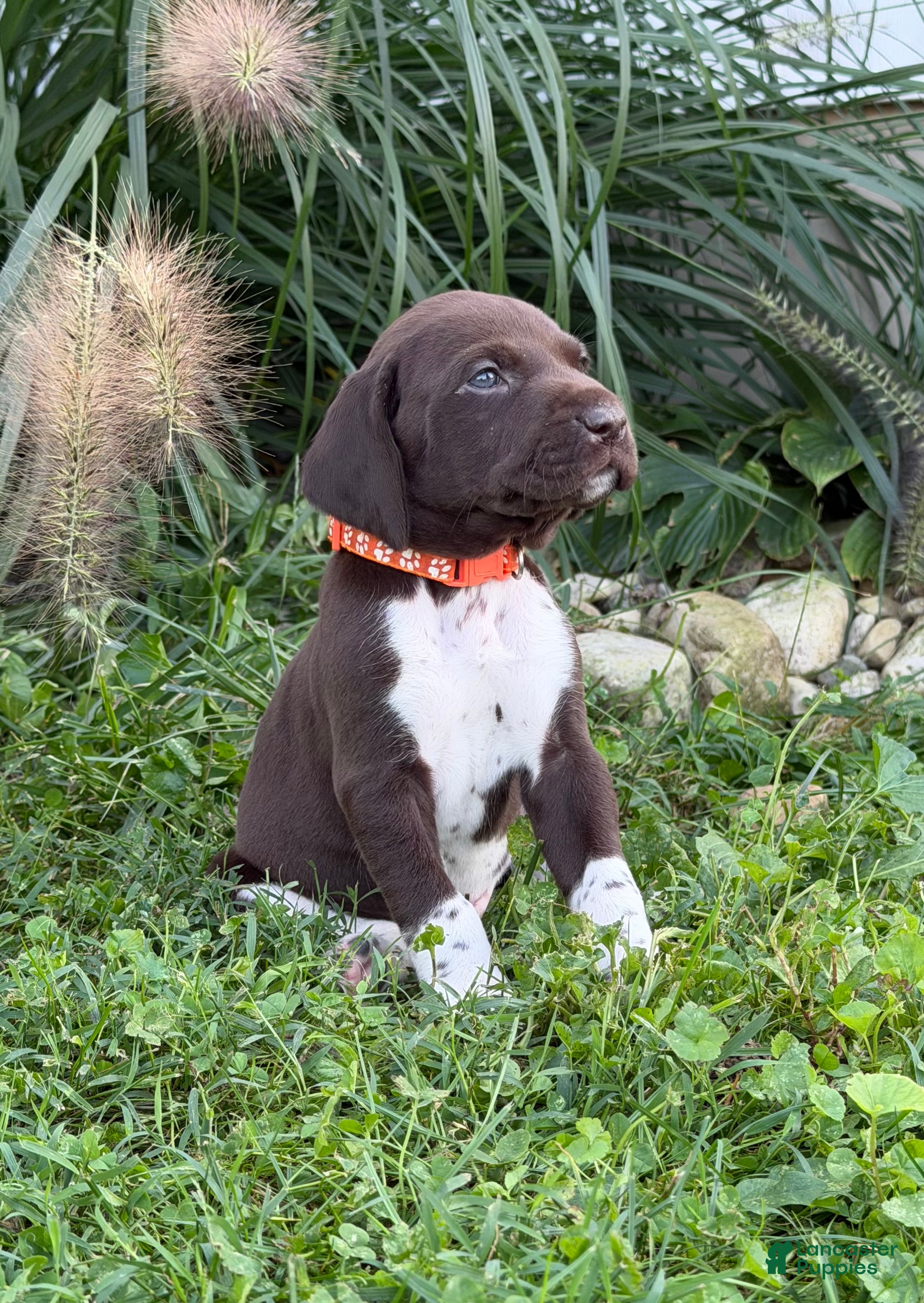 German Shorthaired Pointer dogs German Shorthaired Pointer 6 - Ad 2