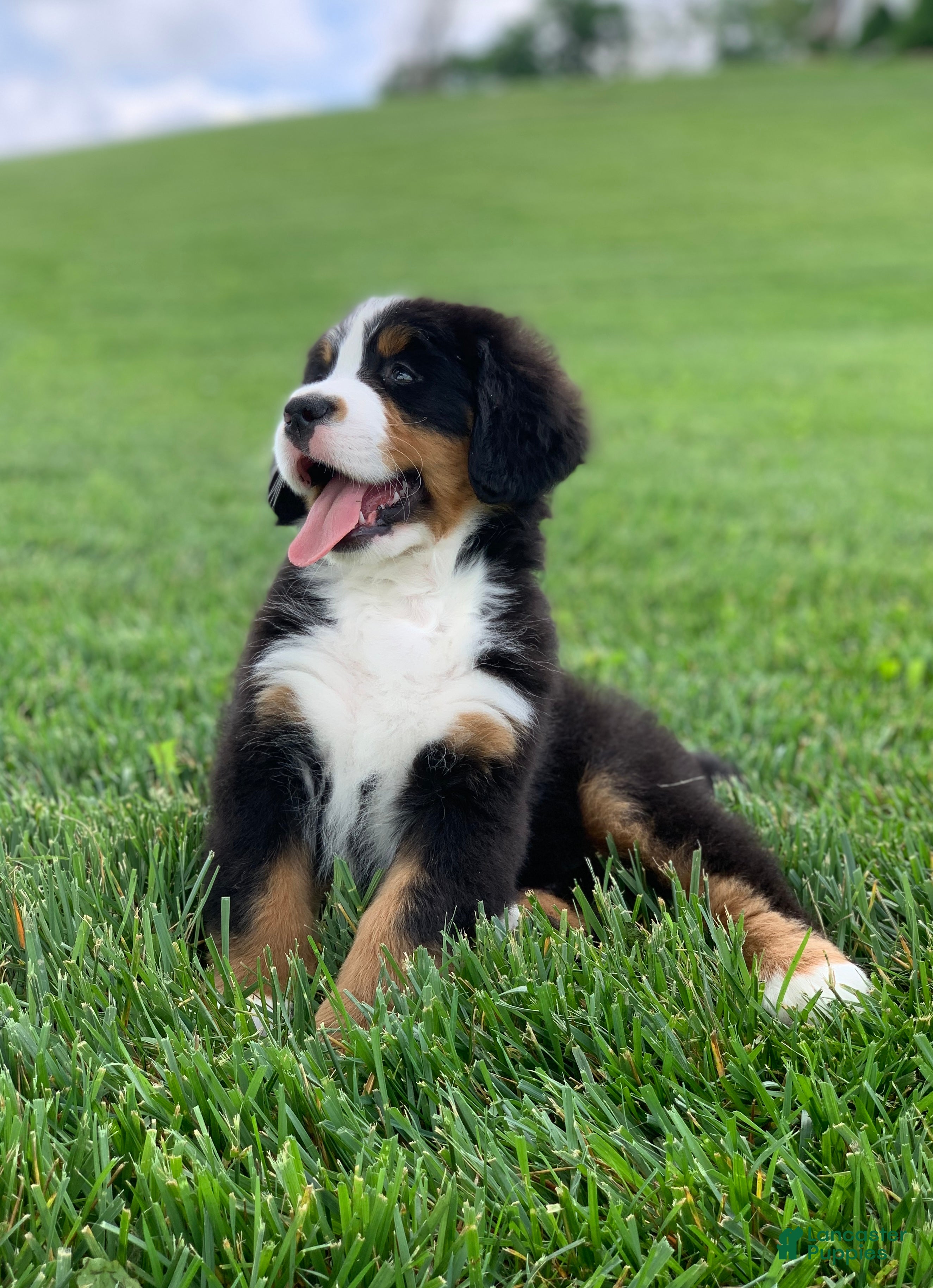 Bernese Mountain Dog dogs Forrest - Ad 1