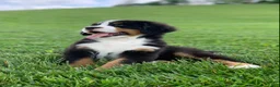 Bernese Mountain Dog dogs for sale: Forrest - Ad 1