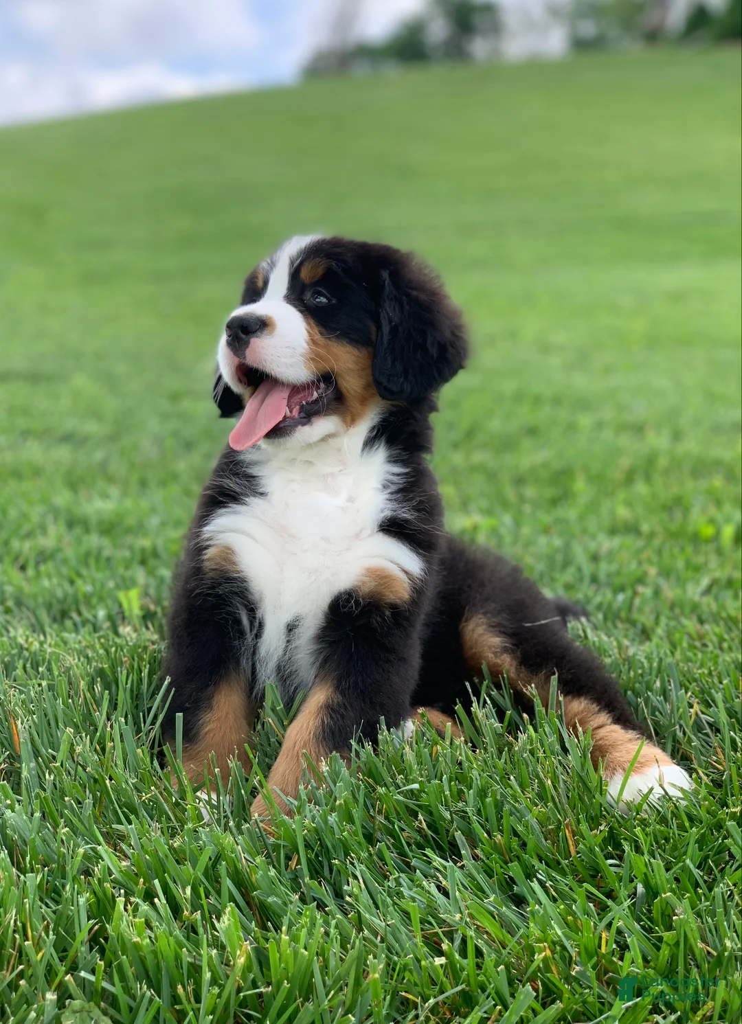 Bernese Mountain Dog dogs for sale: Forrest - Ad 1