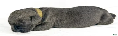 Cane Corso Puppy 9
