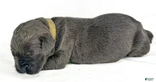 Cane Corso Puppy 9