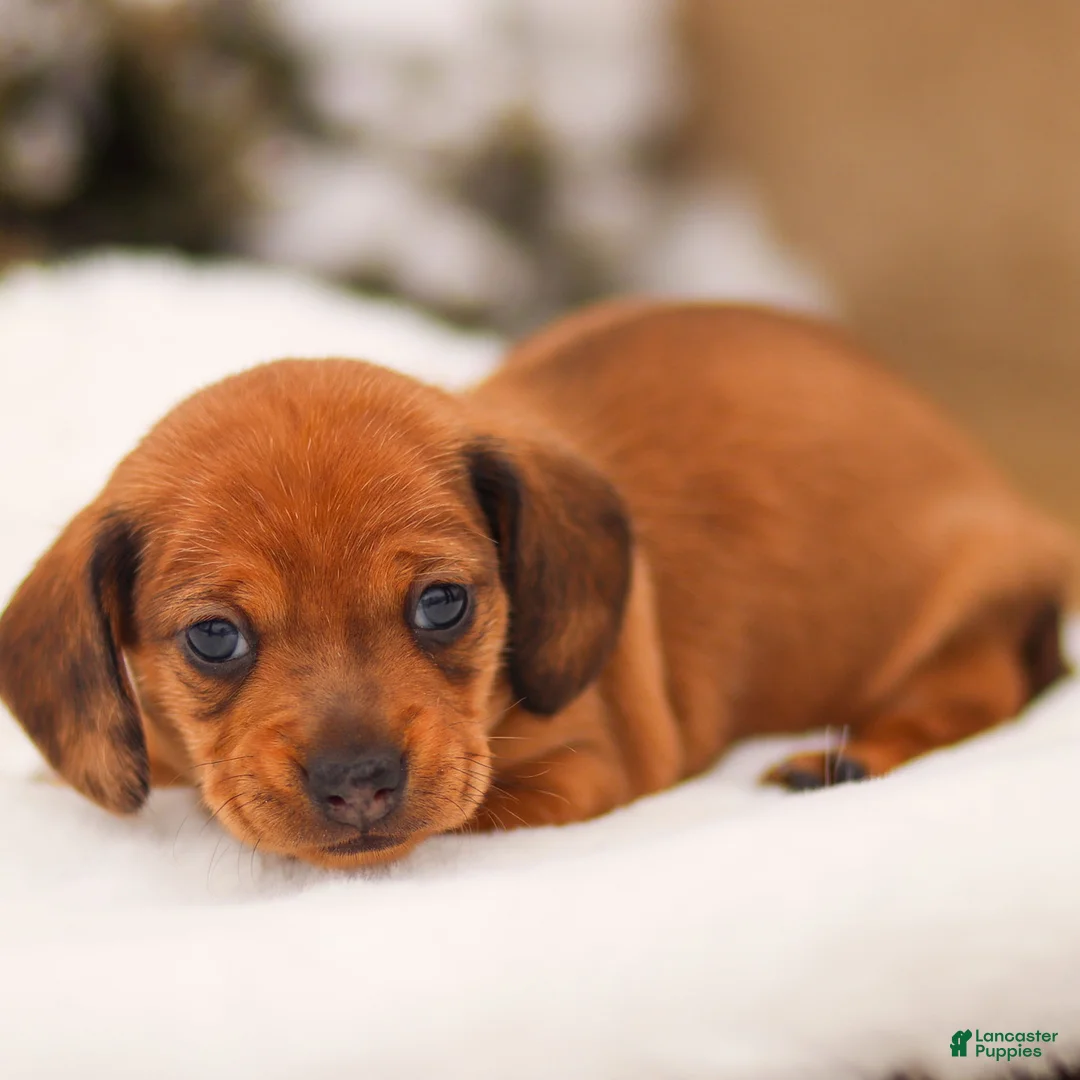 Miniature Dachshund dogs for sale: Izzy Miniature Dachshund - Ad 9