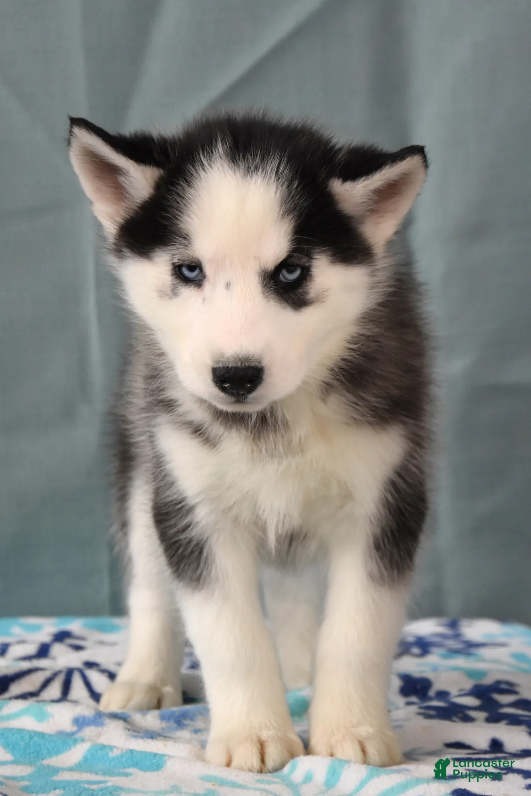 Siberian Husky dogs for sale: Birdie - Ad 2