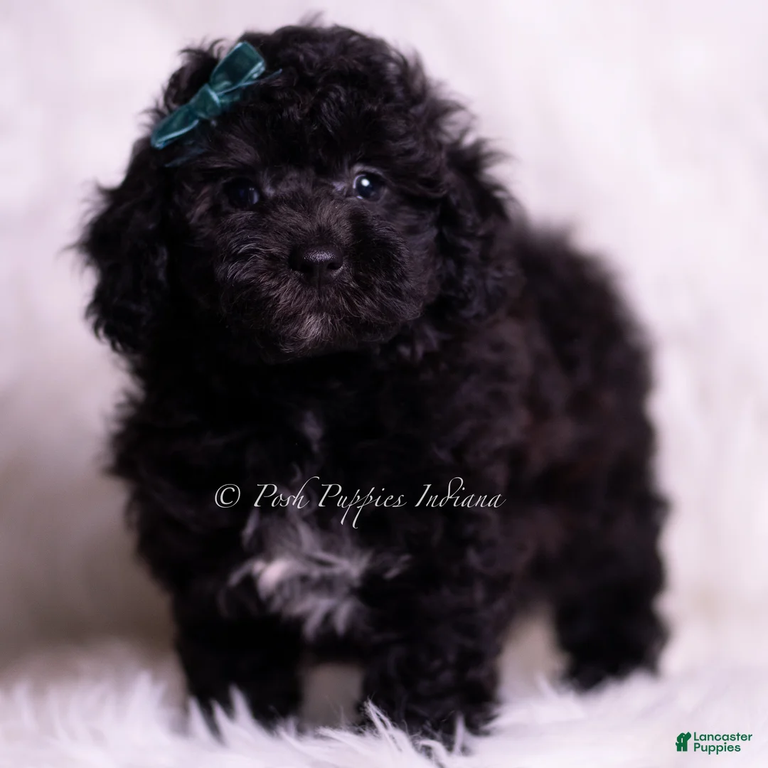 Miniature Poodle dogs for sale: Lemonheart - Ad 7
