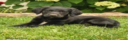Labradoodle dogs for sale: Dasher - Ad 2