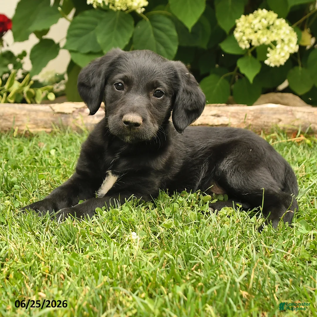 Labradoodle dogs for sale: Dasher - Ad 2