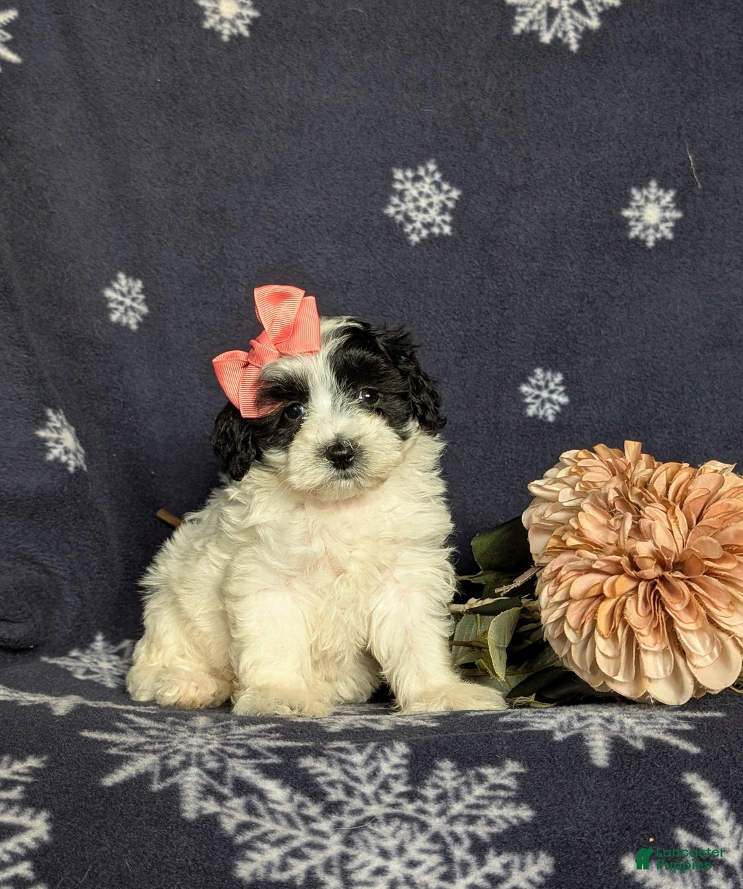 Maltipoo dogs for sale: Destiny - Ad 4