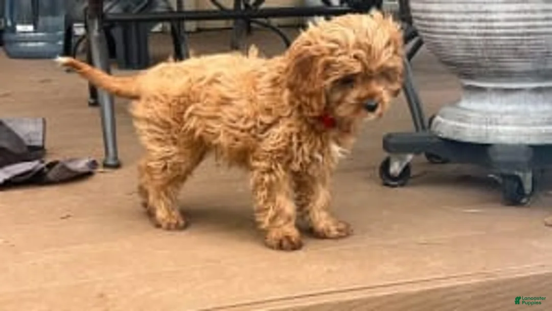 Gallery Image {{count}}