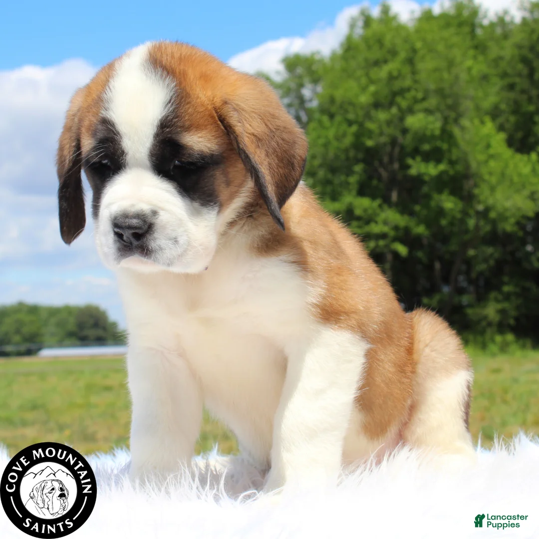Saint Bernard dogs for sale: Fern - Ad 2