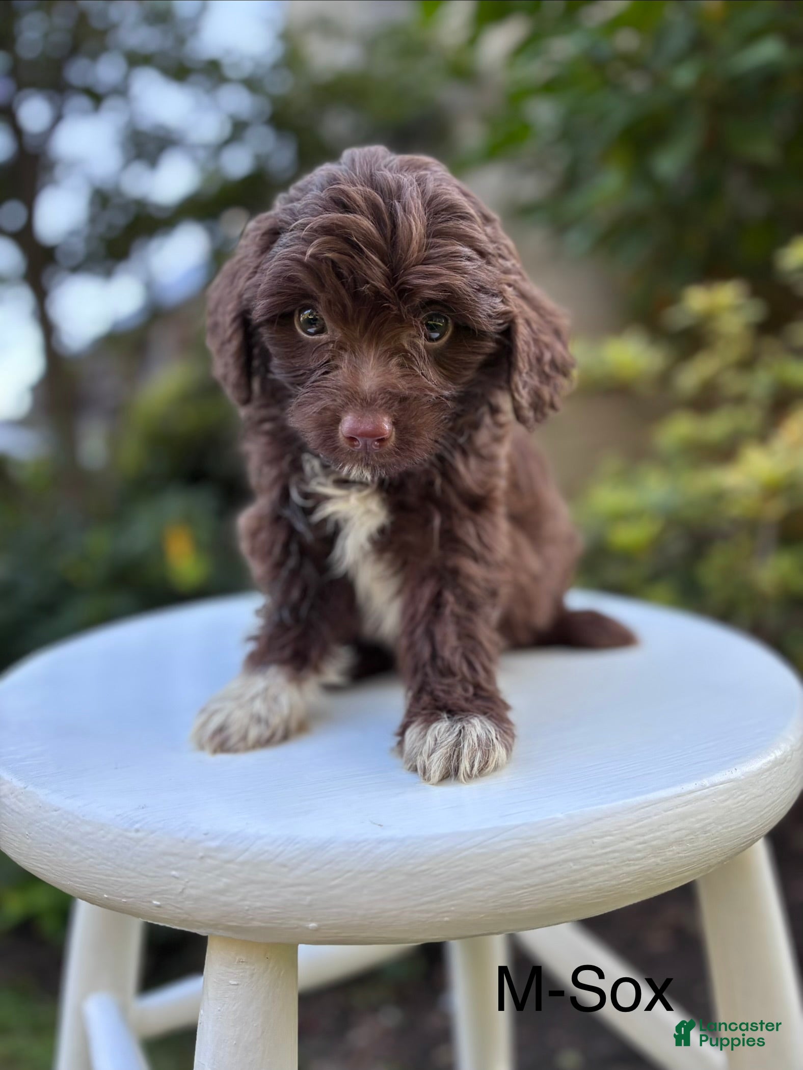 Aussiedoodle dogs Sox - Ad 22